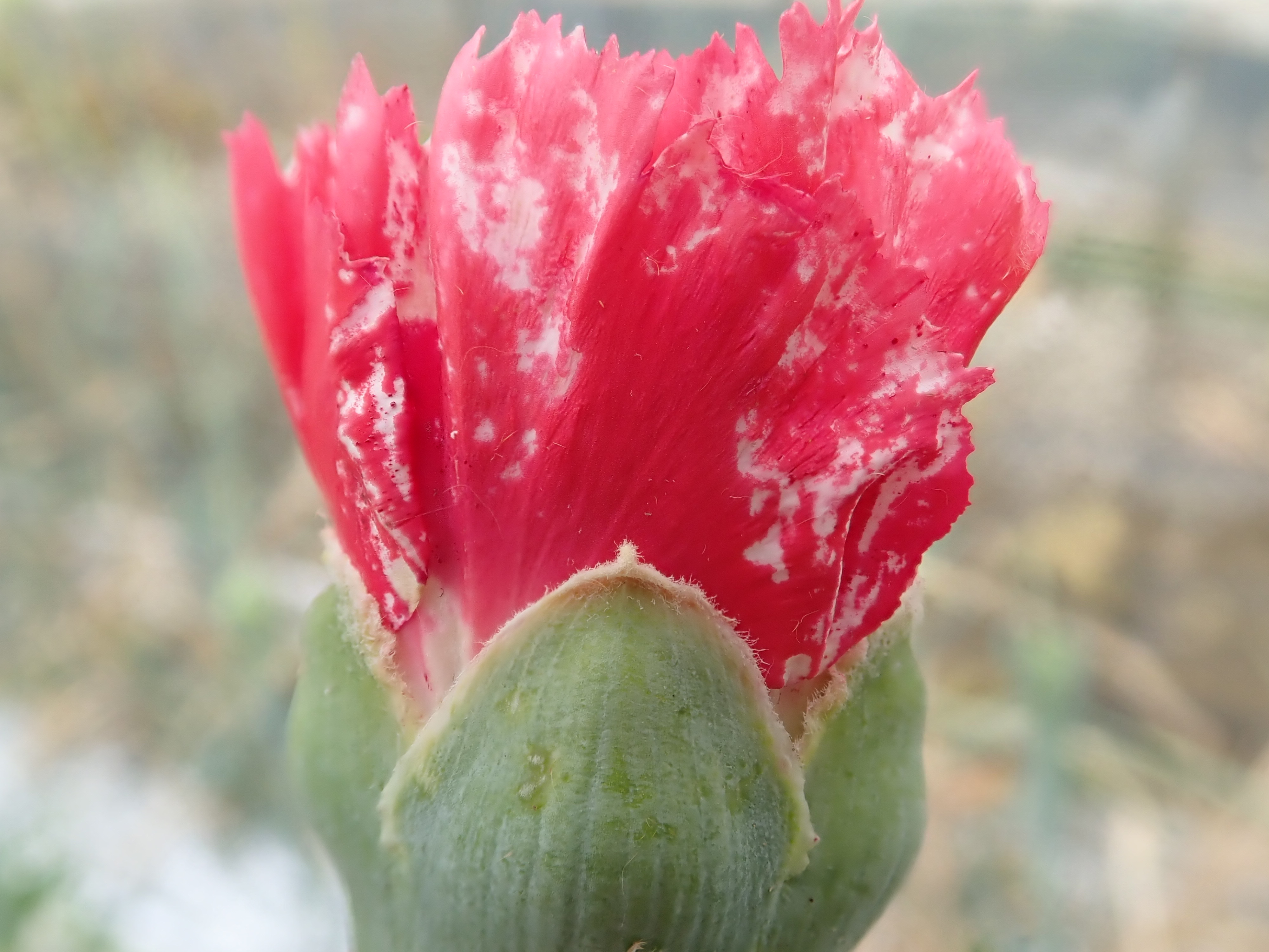 野菜・花きの営農情報 ≪8月中～9月上旬の技術対策≫ - 空知総合